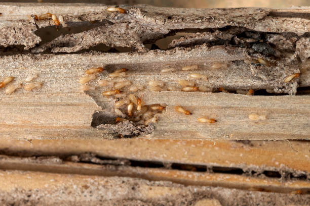 Best Residential Pest Control  in Sheboygan Falls, WI